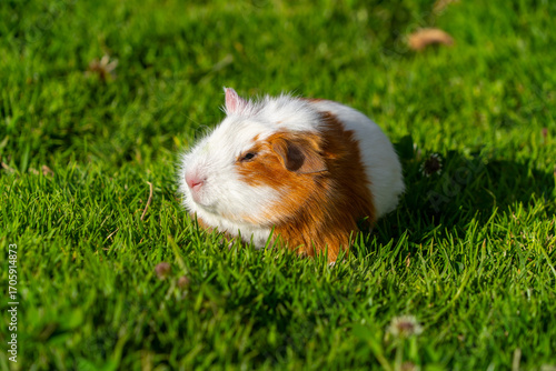 Guinea pig breeding, small pets