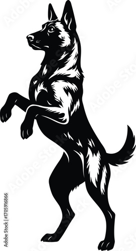Belgian Malinois guard dog Standing Upright Silhouette
