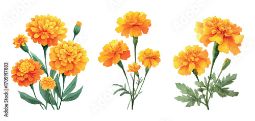 Watercolor orange marigolds. Marigold flowers with green leaves. Watercolor flowerbed. Vector illustration.