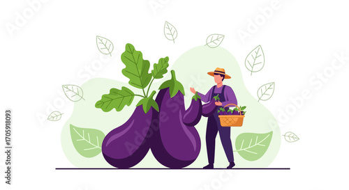 Farmer Harvesting Eggplants from Field, Fresh and Vibrant Crop, Healthy Organic Food
