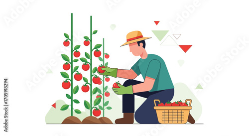 Farmer Harvesting Ripe Tomatoes From Vines Into Basket In Colorful Illustration