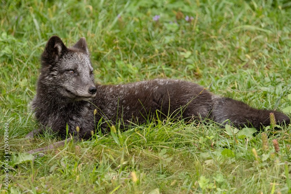 Fototapeta premium Arctic Fox Summer Coat (Vulpes lagopus)
