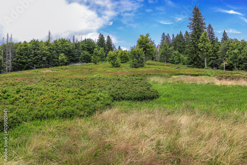 Schachten, Bergweiden, Almen des Bayerischen Wald