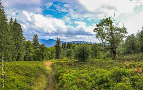 Bayerischer Wald, Schachten, Bergweiden, Almen des Bayerischen Wald