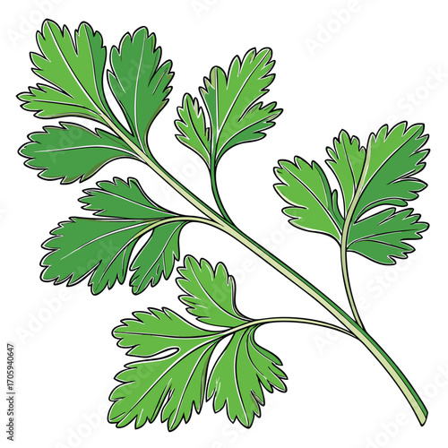 Green parsley herb with delicate leaves and stem on white background vector illustration