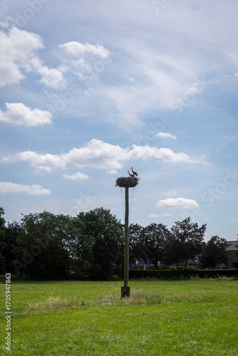 View of a pair of storks sitting on a nest upon a pole