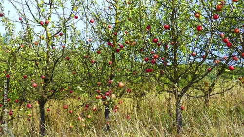 Wild apple trees with abundant red fruits growing in natural meadow landscape during autumn harvest season