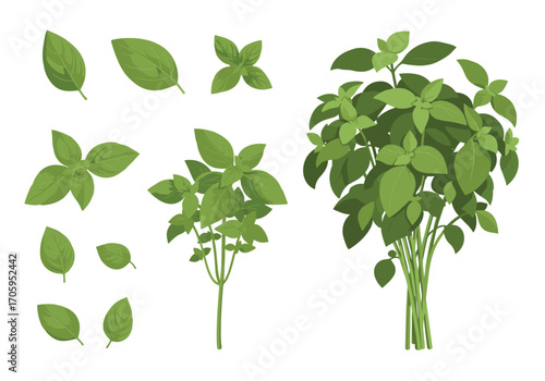 Green basil herb plant and leaves collection.