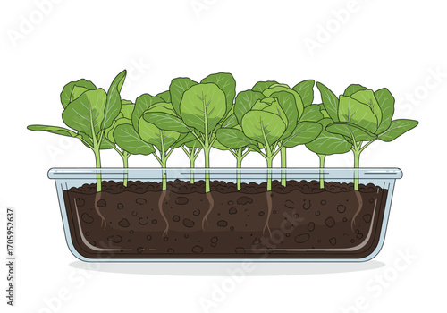 Growing young plants from seeds in a clear container with soil and roots showing.