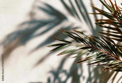Palm frond casts a soft, blurred shadow on a textured off-white surface in this bright, airy, and minimalist tropical nature scene