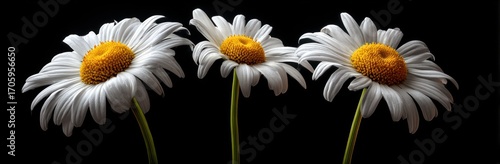 Three daisy flowers with white petals and yellow centers are set against a stark black background, creating a dramatic contrast and emphasis