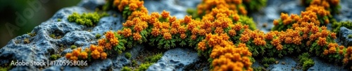 Vibrant orange, green lichen crust on grey stone Close-up texture , color, rock