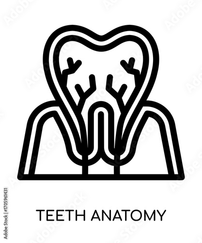 Teeth Anatomy Icon