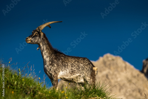 Wallpaper Mural  ibex climbs alpine slopes in Italy’s iconic Dolomites mountains Torontodigital.ca