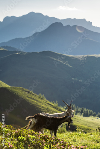 Wallpaper Mural Ibex at peace on alpine ledge in Italian Dolomites mountains Torontodigital.ca