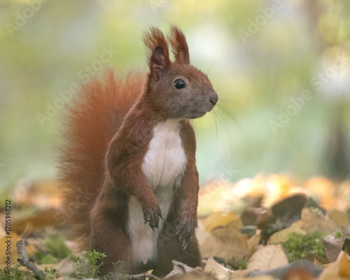 Red squirrel portrait