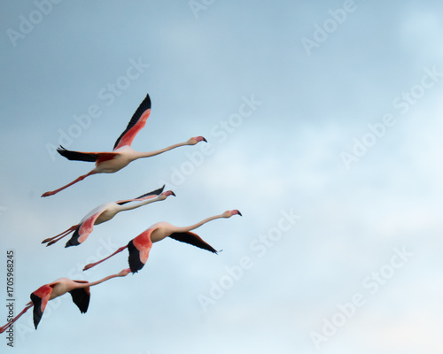 Greater flamingos flying