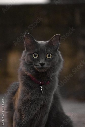 Black cat portrait