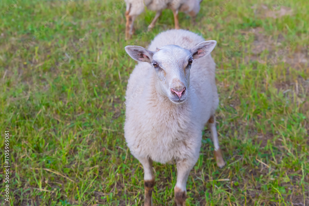 Obraz premium A sheep is standing in a field of grass. The sheep is looking at the camera.