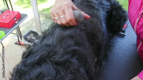 Closeup view of groomed Big Black Schnauzer Dog lying on the table. Horizontally. 