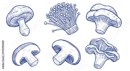 Detailed Illustration of Various Mushroom Varieties and Culinary Ingredients