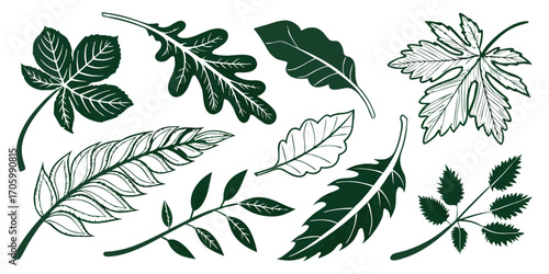 Botanical Variety A Collection of Hand Drawn Leaf Illustrations Showcasing Diverse Shapes Textures and Line Work in Green Tones