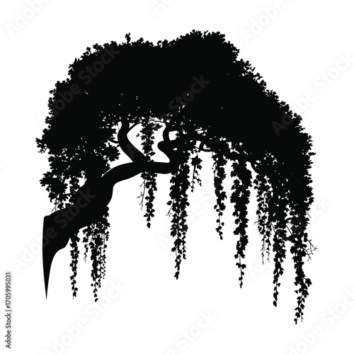 Elegant weeping willow tree branches with cascading foliage silhouette