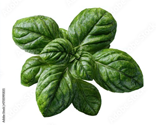 A vibrant cluster of lush, green basil leaves isolated against a clean white backdrop, showcasing intricate vein patterns and glossy texture