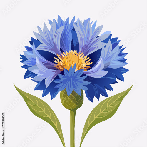 Kornblume