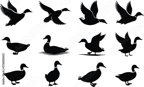 Black silhouette of ducks in various poses, flying, swimming, standing, nature wildlife collection, waterfowl birds, animal vector art, flat vector illustration.