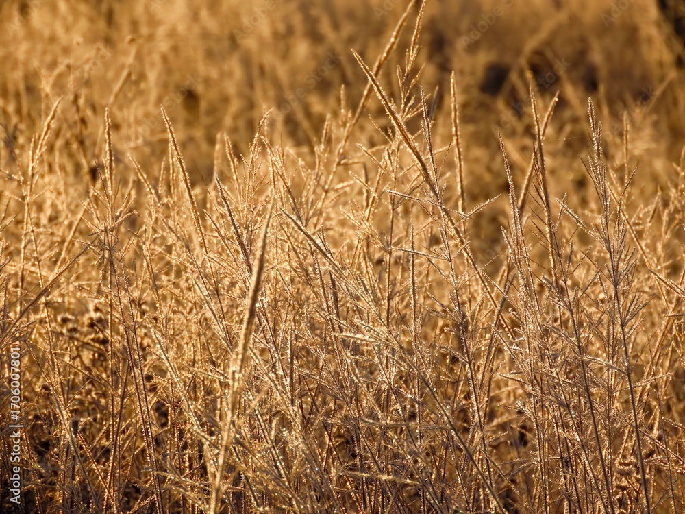 Fototapeta premium frost on grasses with a blurred wintry background