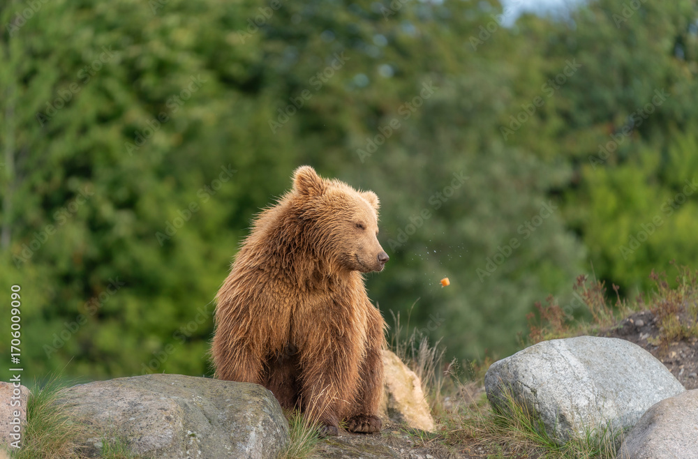 Fototapeta premium Brown bear in peaceful environment September heat 2025