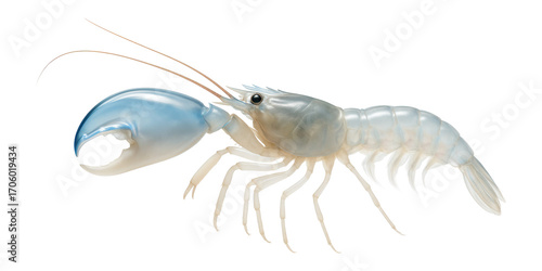 Snapping shrimp with asymmetrical claws and a translucent, segmented body