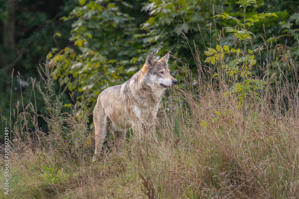 Obraz premium Wolf (Canis lupus) i Denmark 2025