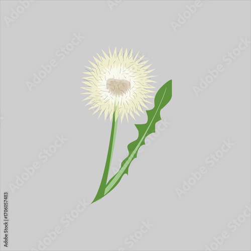 Stylized dandelion seed head illustration isolated on white background