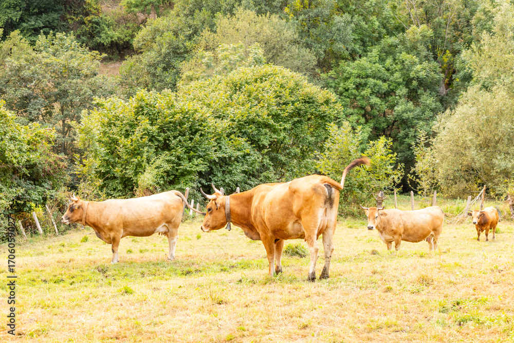 Obraz premium Cows in the Leitariegos Valley in Asturias, with the air polluted by smoke from the August 2025 forest fires.