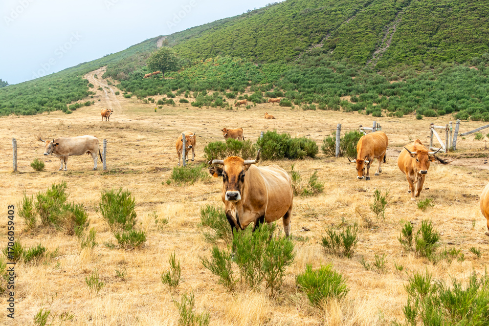 Obraz premium Cows in the Leitariegos Valley in Asturias, with the air polluted by smoke from the August 2025 forest fires.
