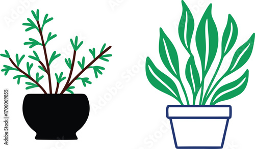 Two Potted Houseplants with Green Leaves and Delicate Branches