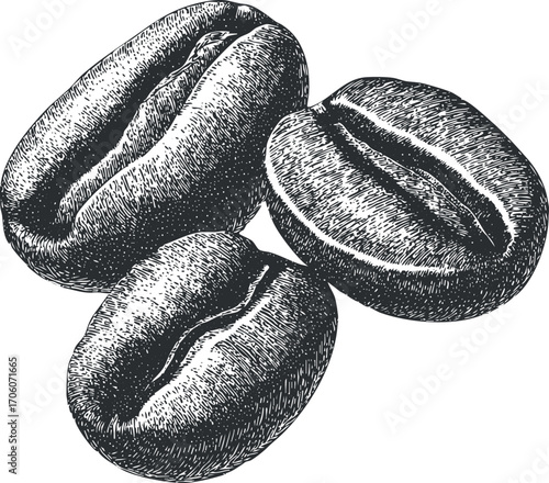 Three detailed vintage coffee beans illustrated in a hand-drawn style on a white background.