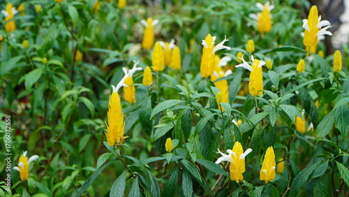 cluster of yellow and white tropical flowers swaying gently in the breeze—cone-shaped bracts and tubular blooms among lush green foliage in shaded outdoor garden setting