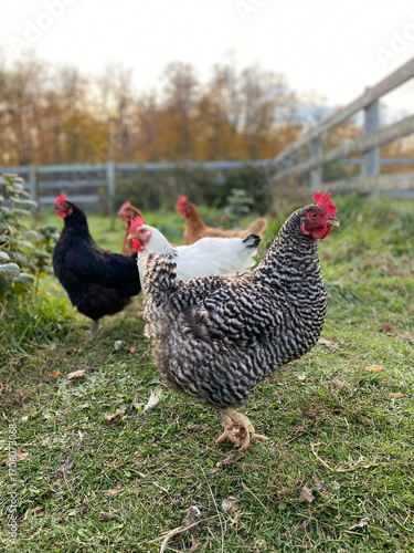 A group of orange, black and grey free-range organic chickens grazing on grass in a fenced in yard on a barn in rural Ontario. Bright autumn day in October.