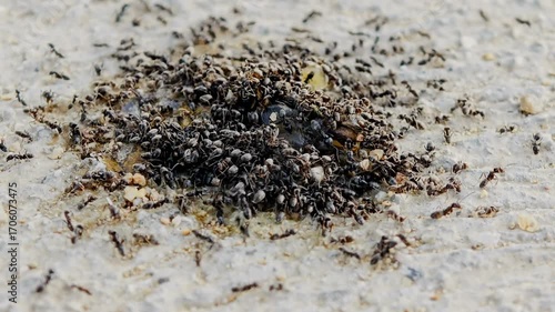 Macro view of black ants flock while eating dead animal on ground, animal insect wildlife