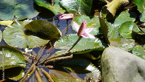 pink water lilies blooming among green lily pads on clear pond surface, one flower fully open, one partially closed, with submerged stems and sunlit reflections near rock