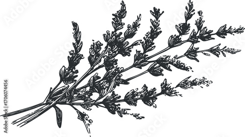Detailed illustration of a herb branch showcasing delicate leaves and flowers.