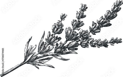 Hand-drawn illustration of a lavender sprig showcasing its delicate flowers and leaves.