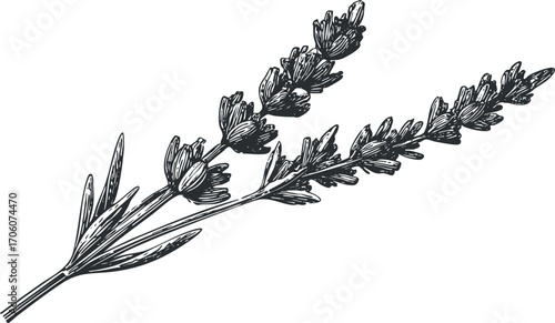 A detailed hand-drawn illustration of a lavender plant with flowers and leaves.