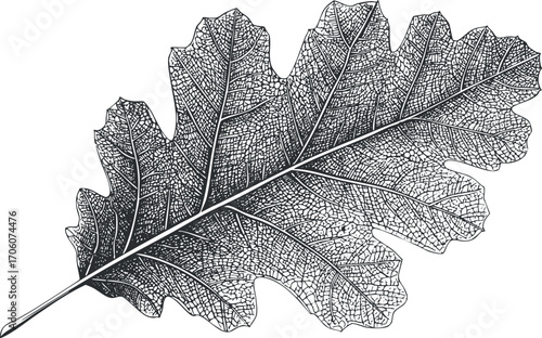 Intricate black and white illustration of an oak leaf showcasing its detailed texture and patterns.