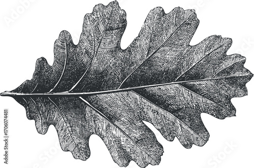 Detailed black and white illustration of an oak leaf showcasing its intricate texture and shape.