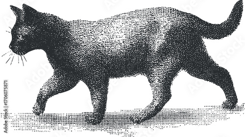 A vintage illustration of a walking cat displaying its playful and curious nature.