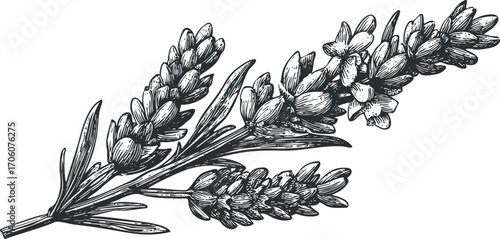 A hand-drawn illustration of a lavender branch showcasing its delicate flowers and leaves.